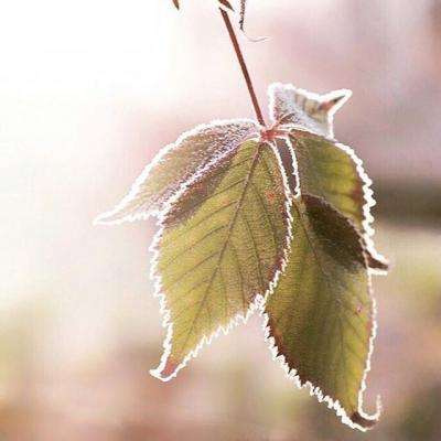 一码一肖100准资料应用